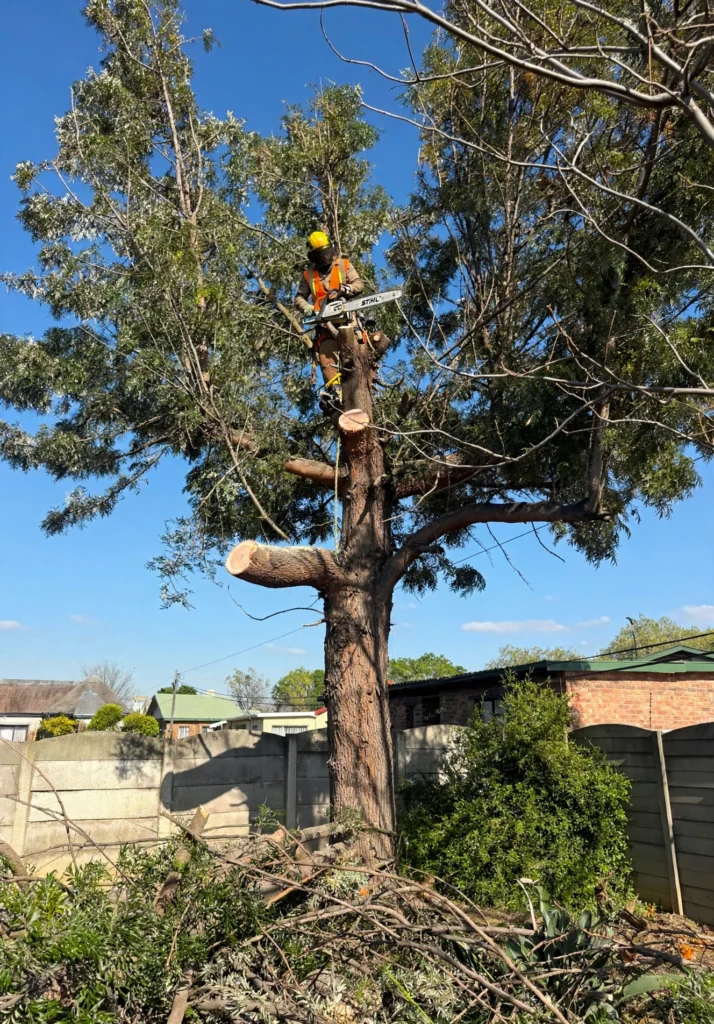 Tree Felling Boksburg - Talent Tree Felling