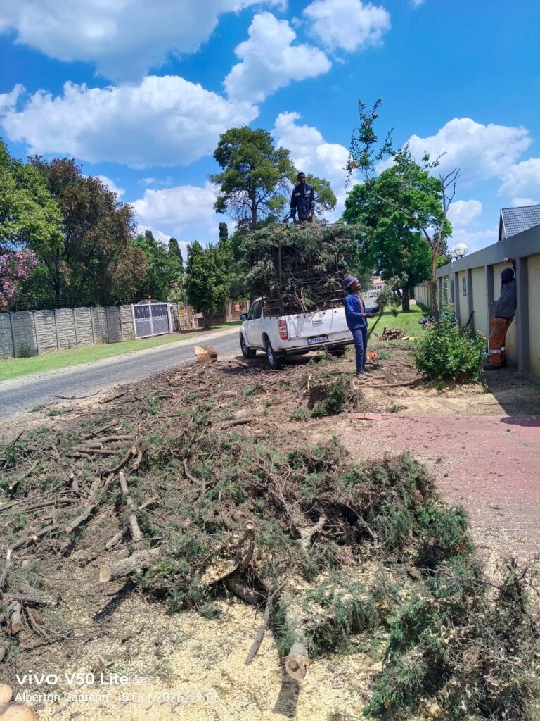 Tree Felling Sandton - expert tree feller removing dangerous tree